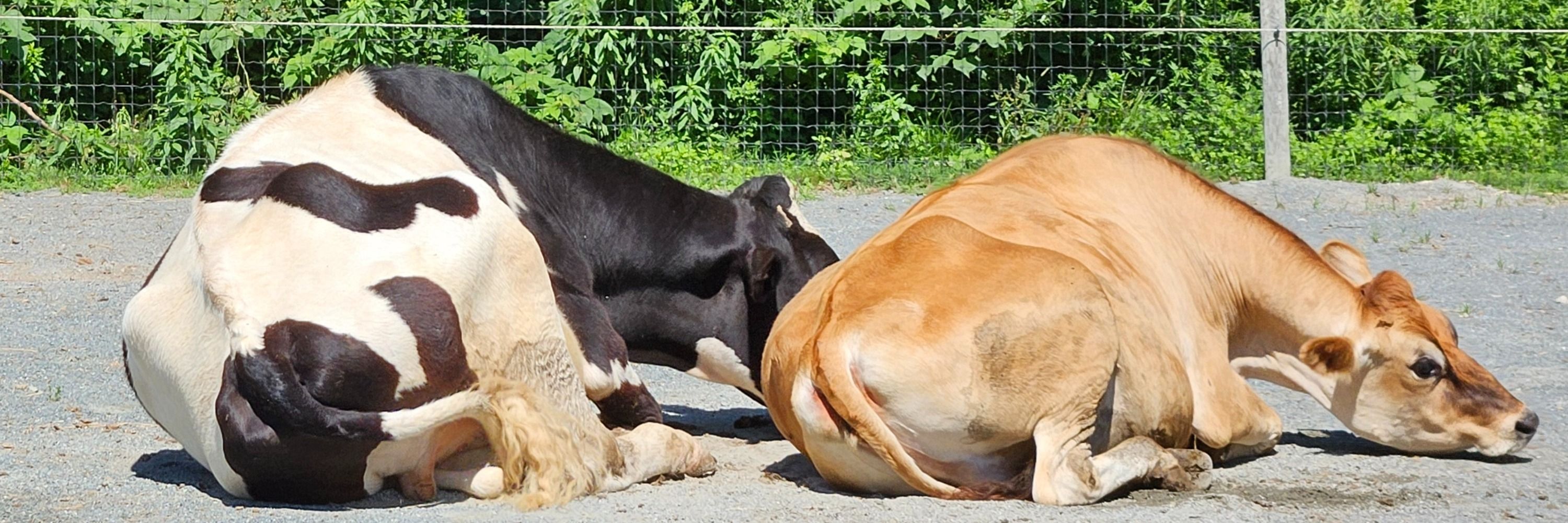 Unity Farm Sanctuary