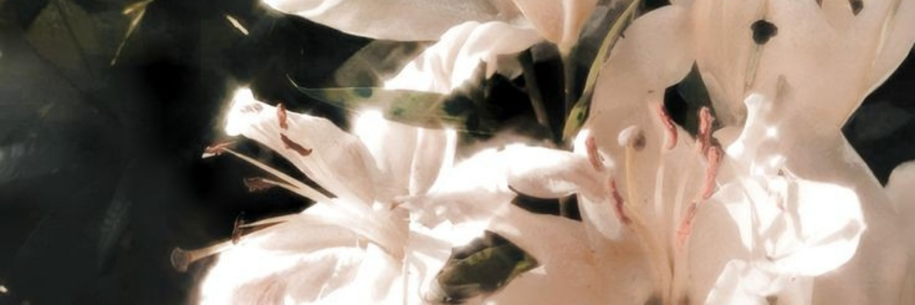 𝓜𝓸𝓻𝓽𝓸 ๑