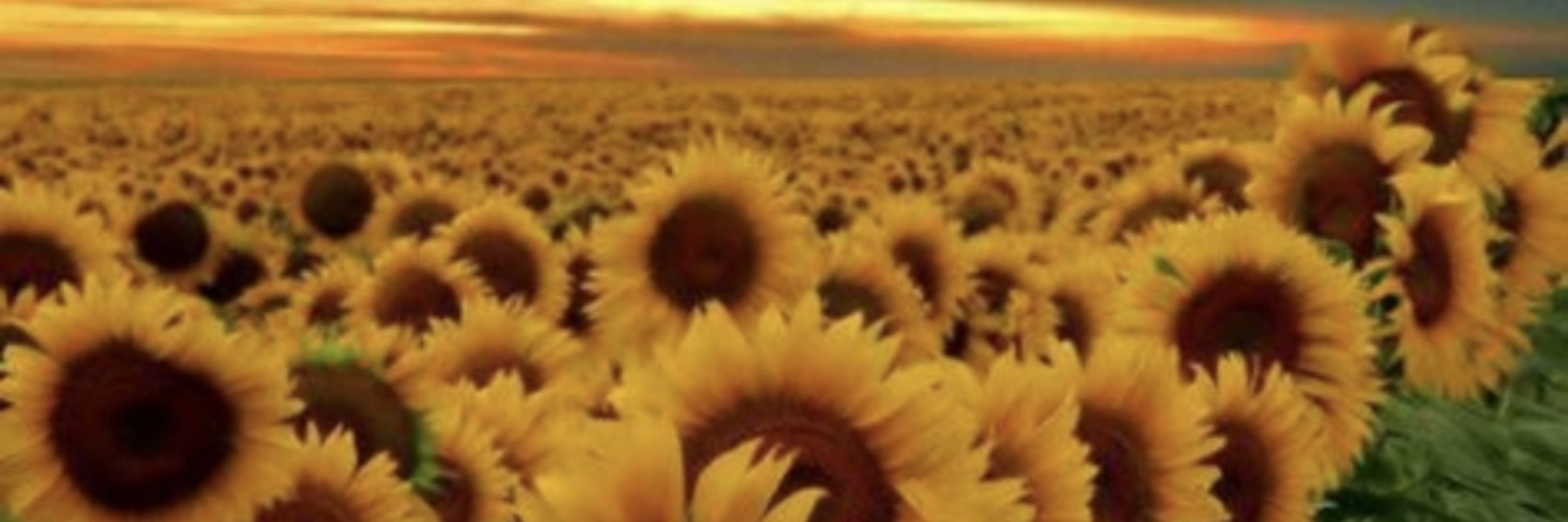 🌻🌻 dizzymaniac20 🌻🌻