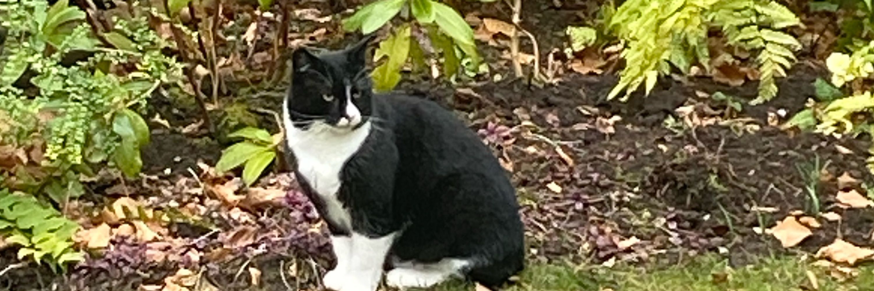 Gilly Cat