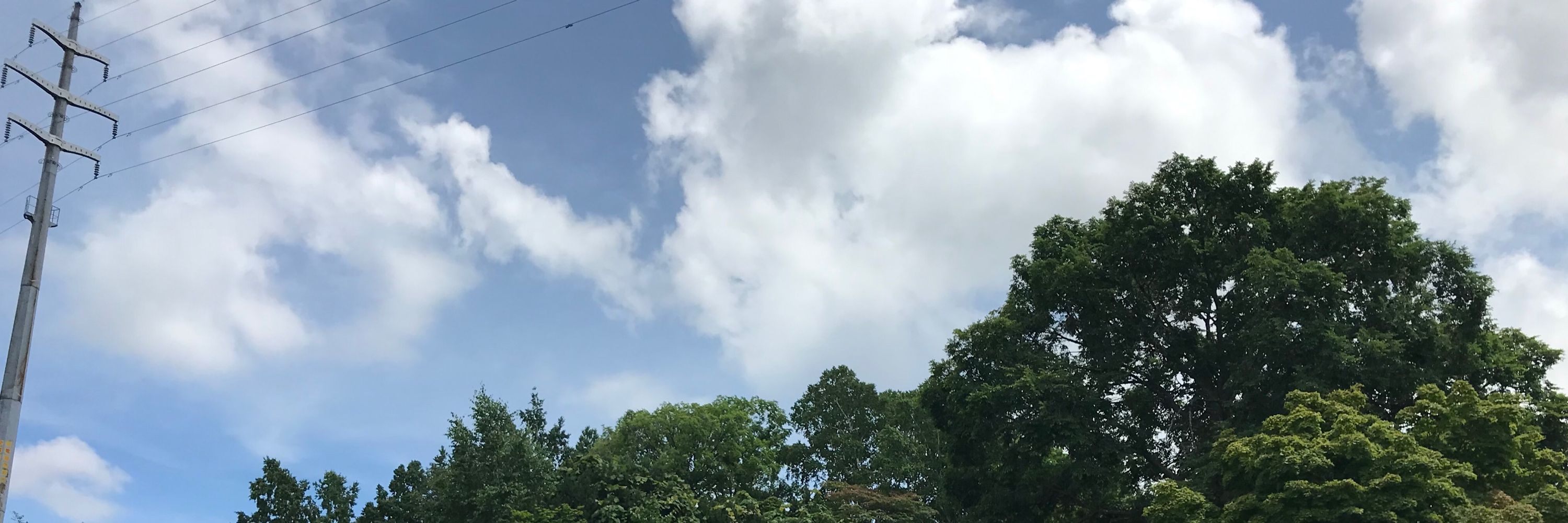 フリージア