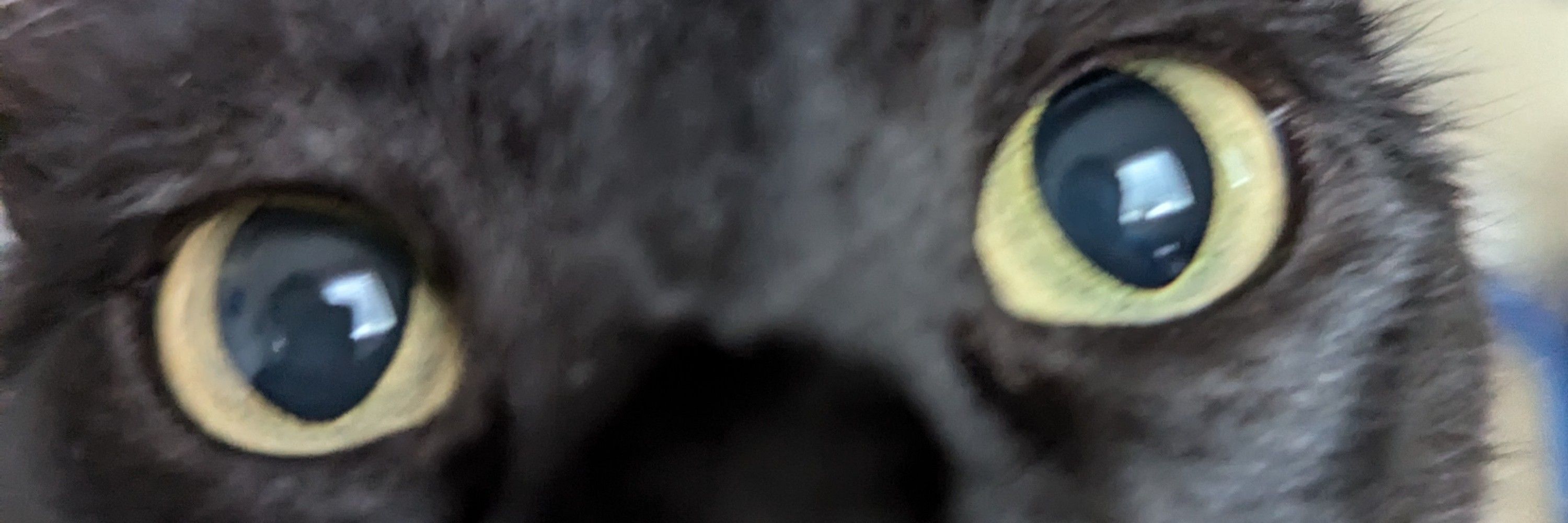 Meowsenberg 
