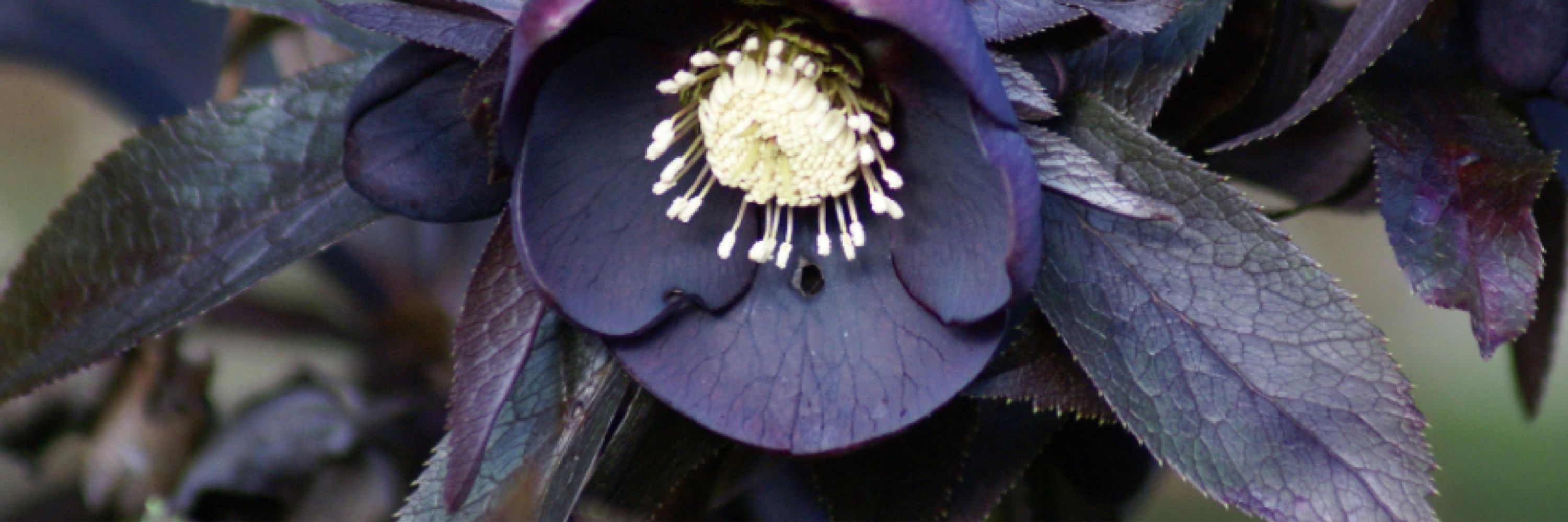 Sable Hellebore