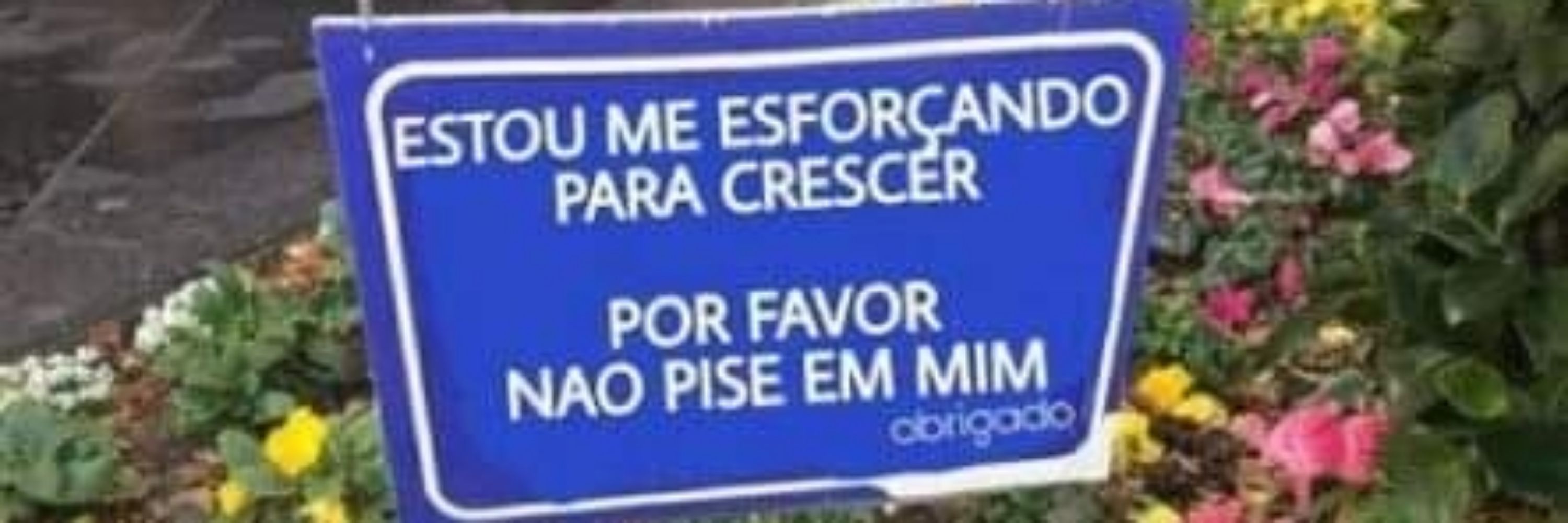 Mandioquinha ✨