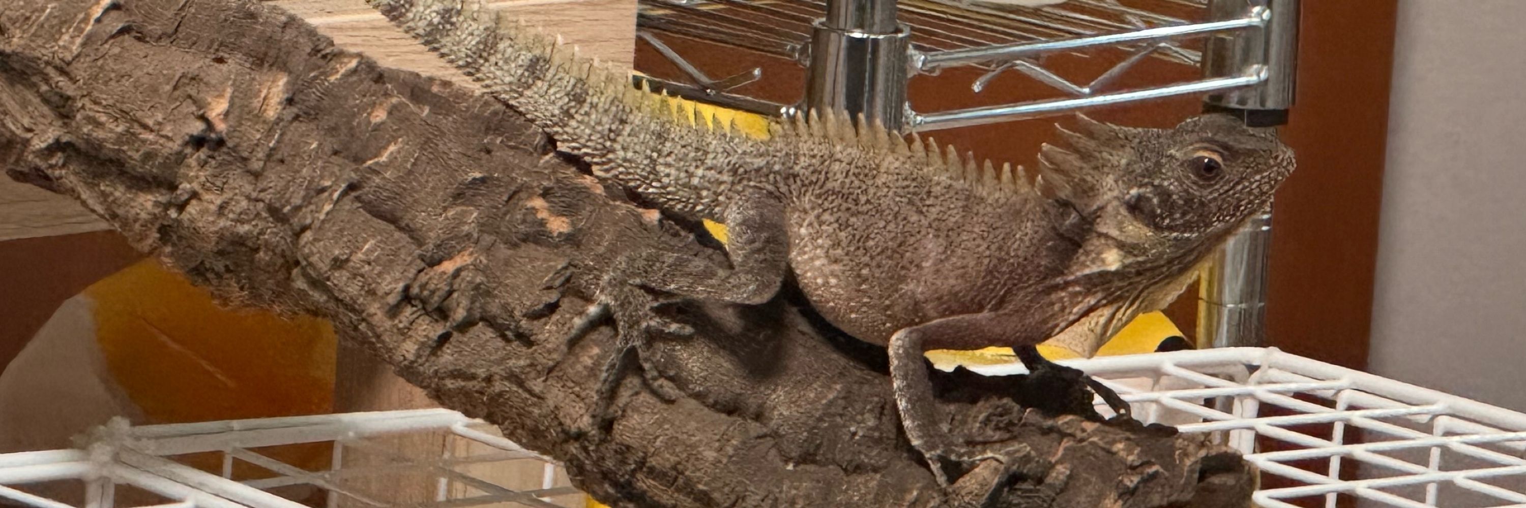 ヒラ🎨🦎🎮