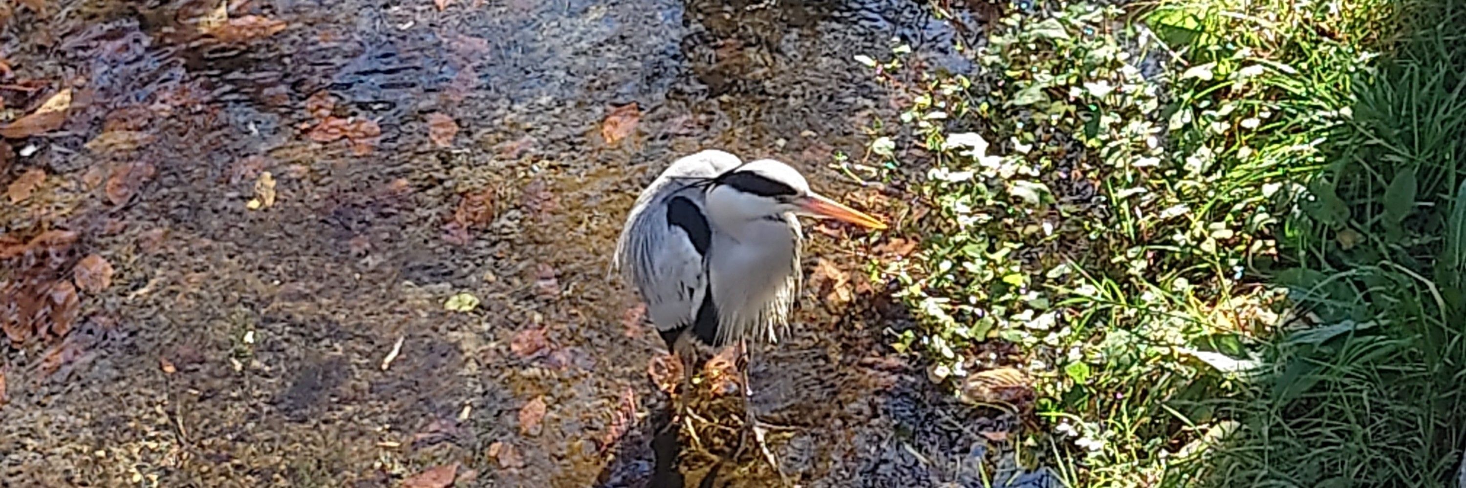 にーにー
