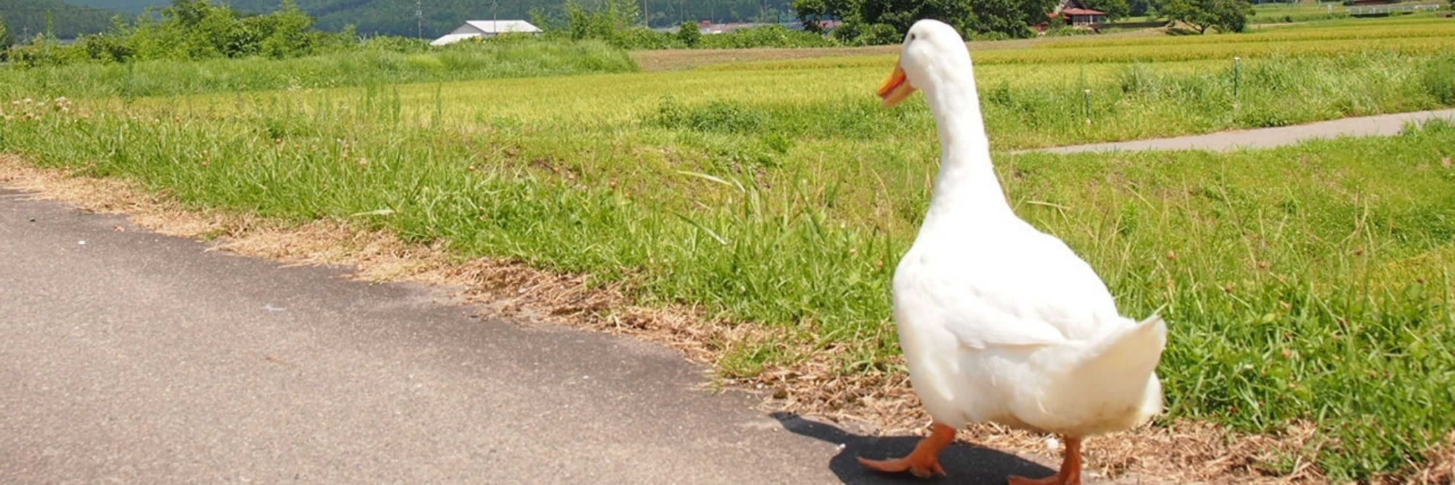Duck 🦆