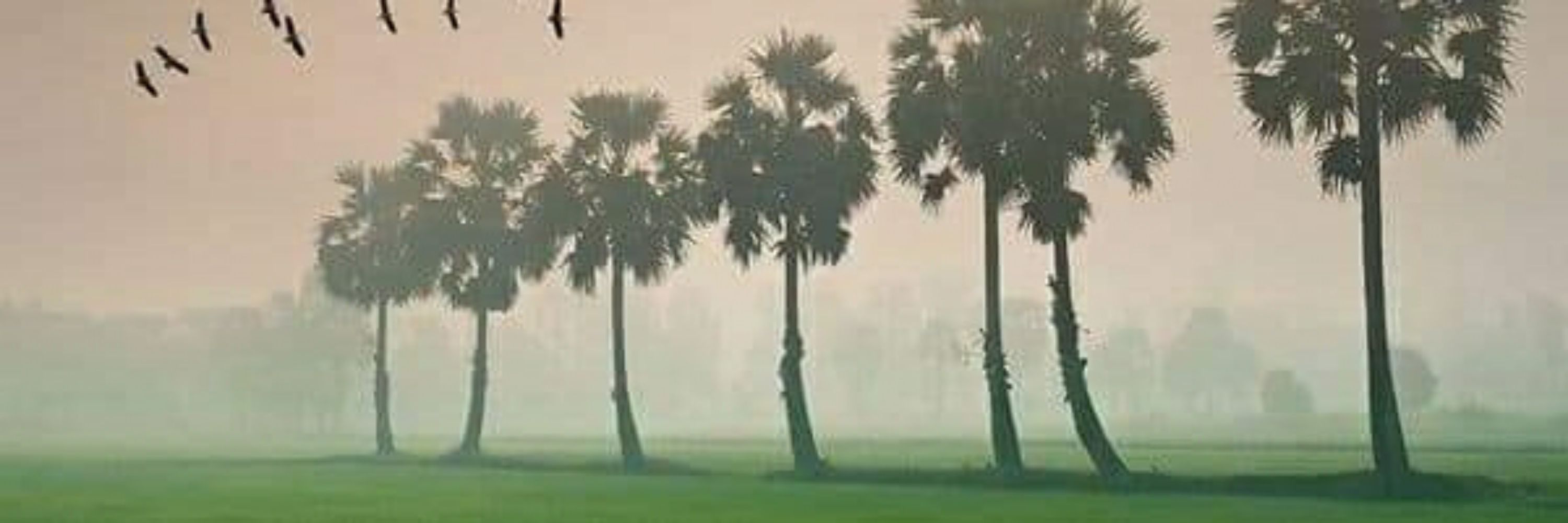 সবুজ বাংলাদেশ 🇧🇩