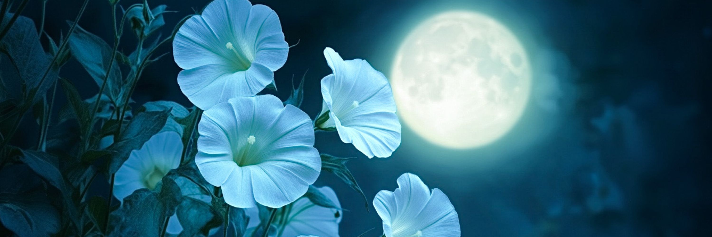 Moon Bloom Poetry
