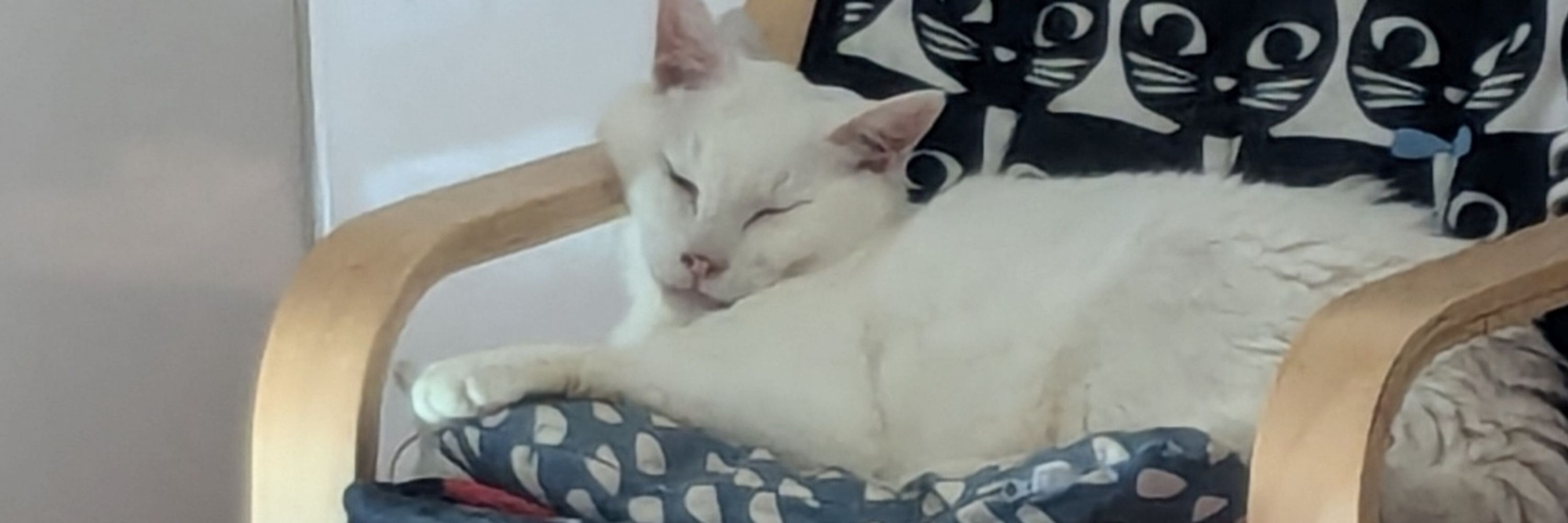 猫の餌