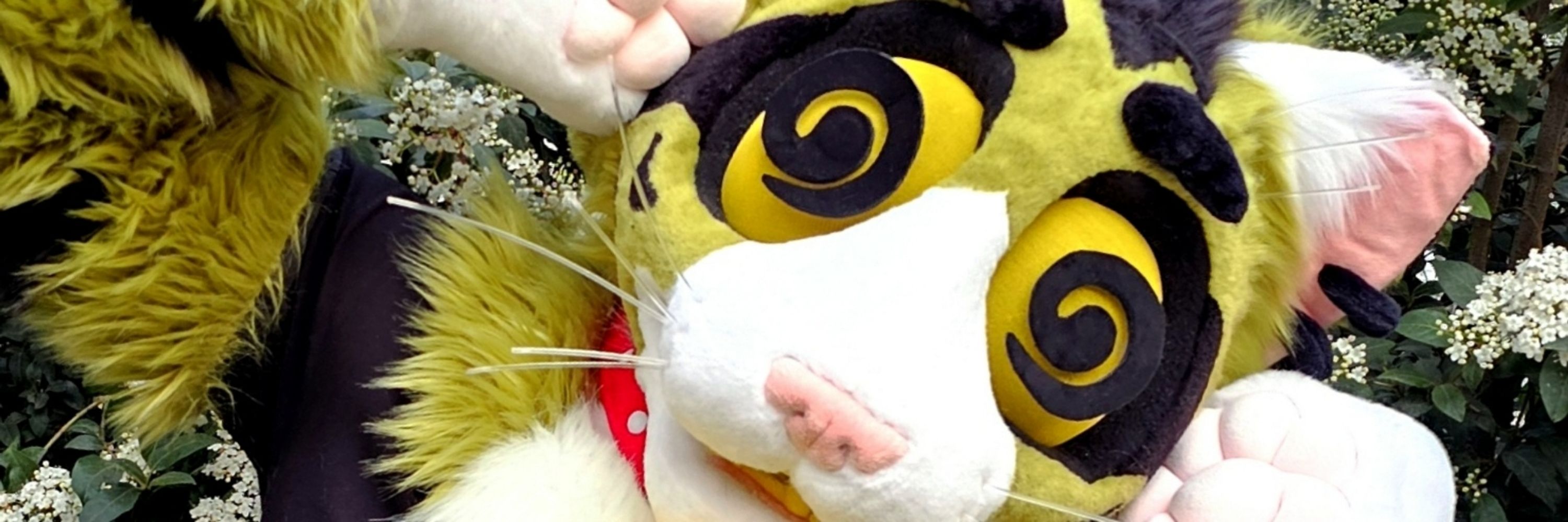 Cochayuyo