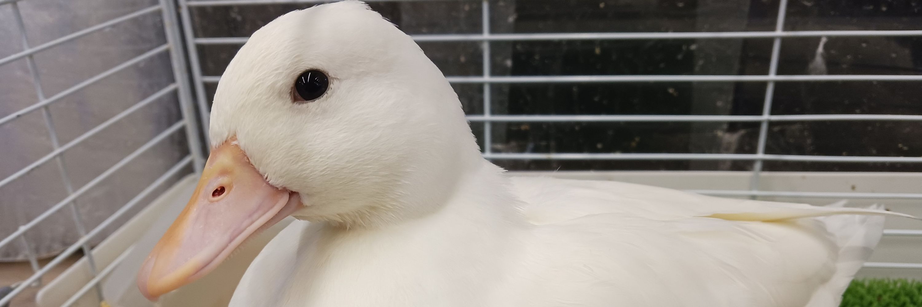 とーかん
