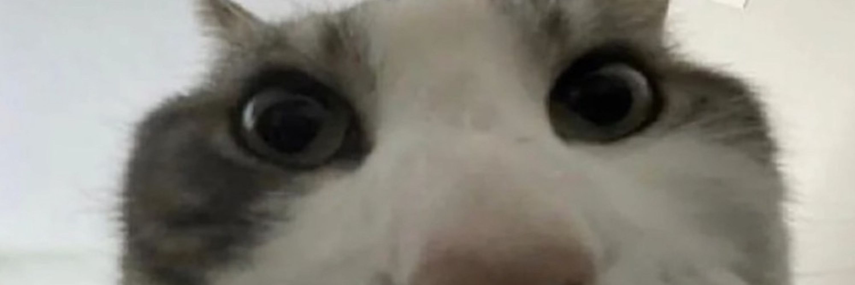 Simon!🐱🍉
