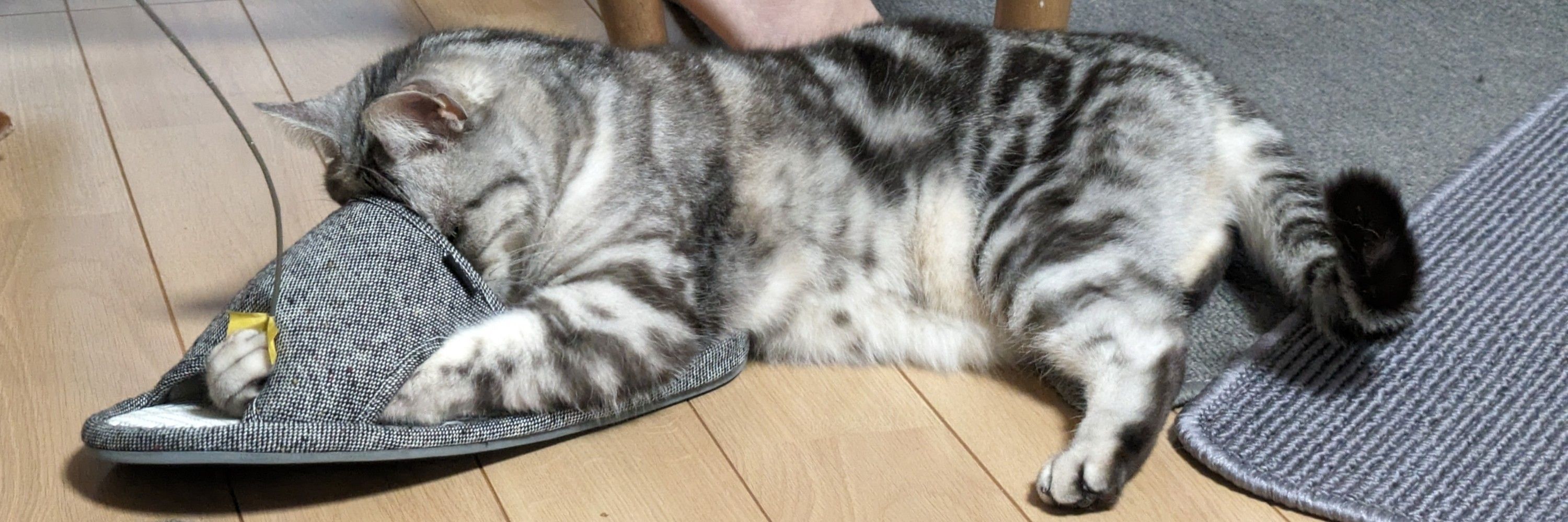 ねこおじ