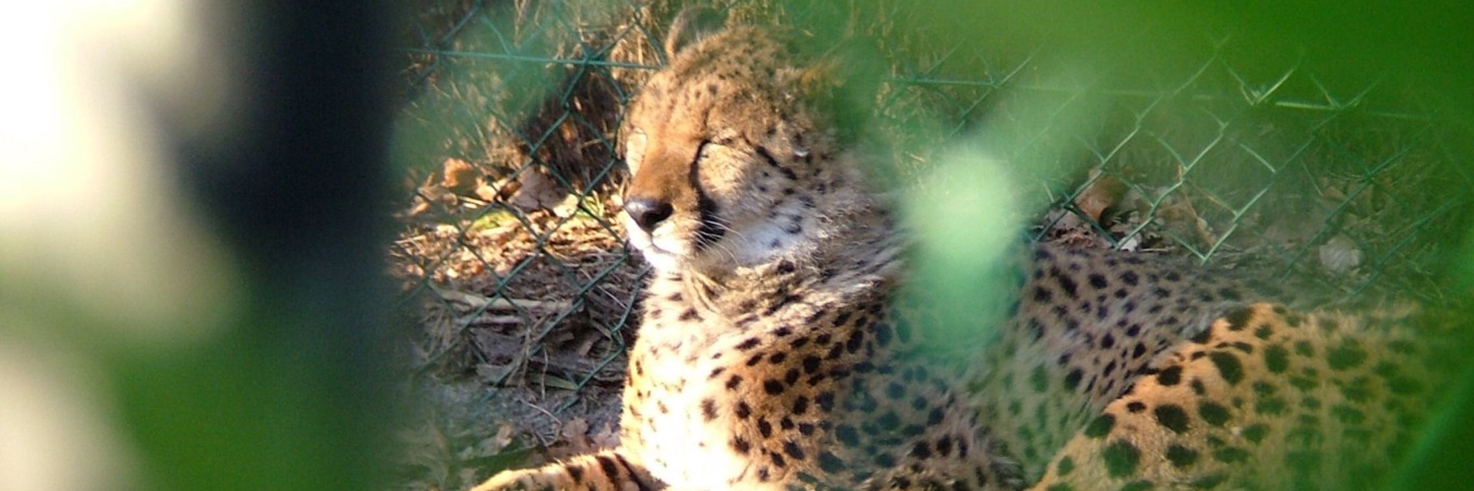 Koffi Chee