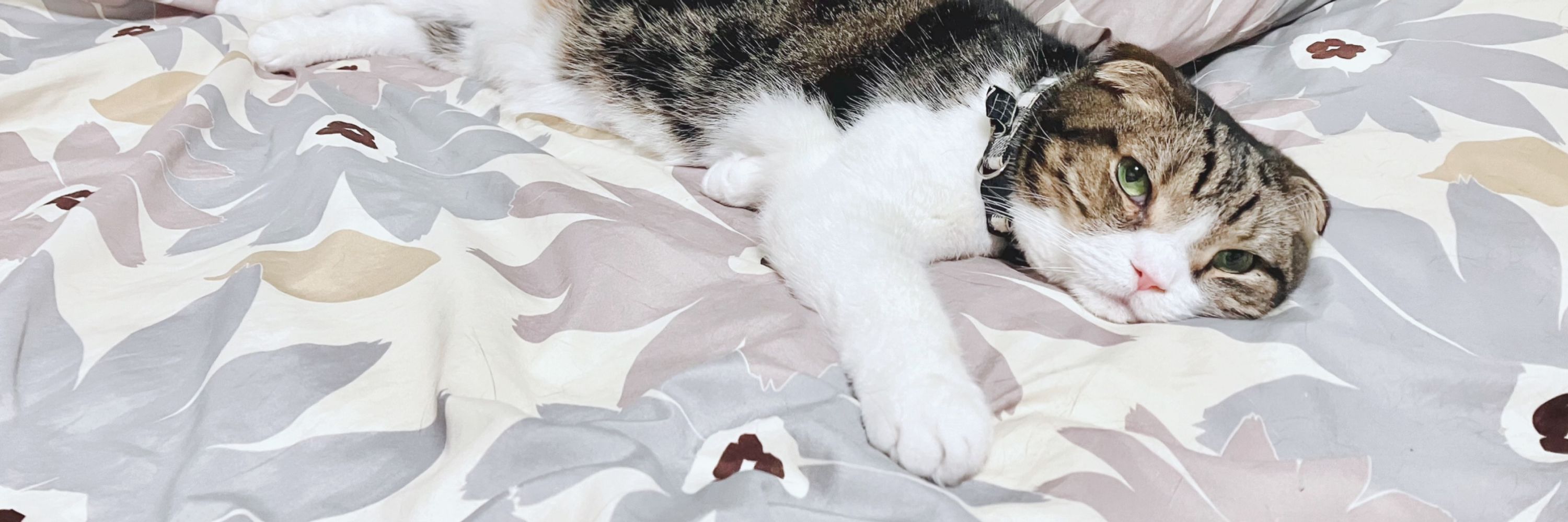 ねこふじ