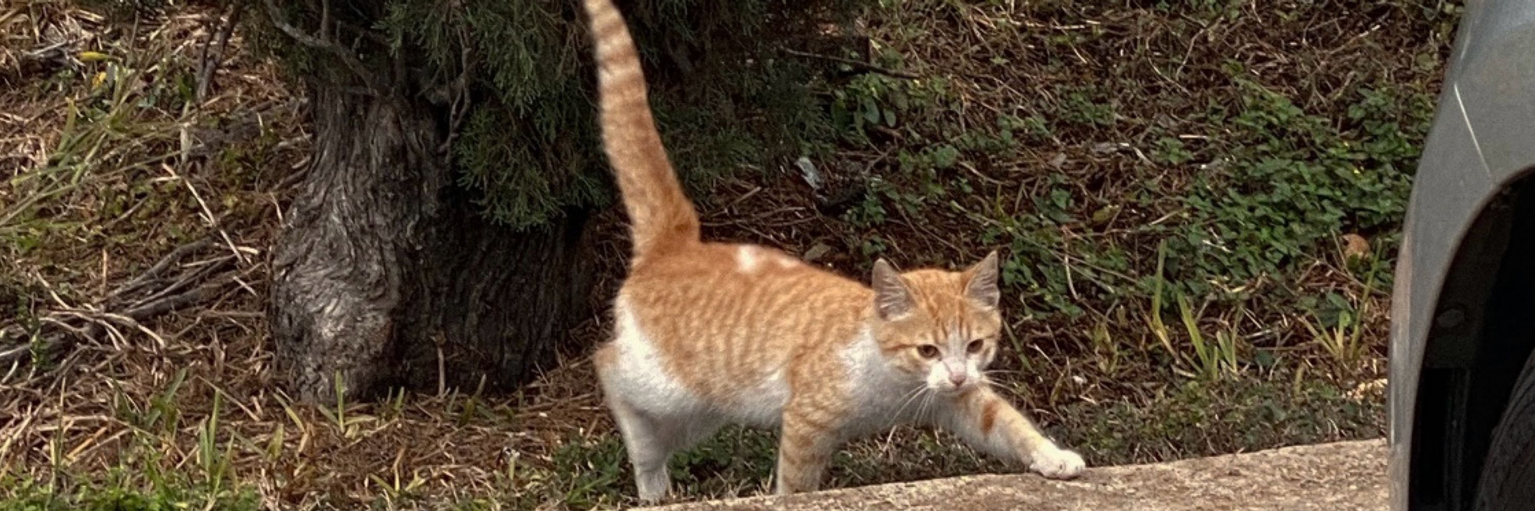 Ed