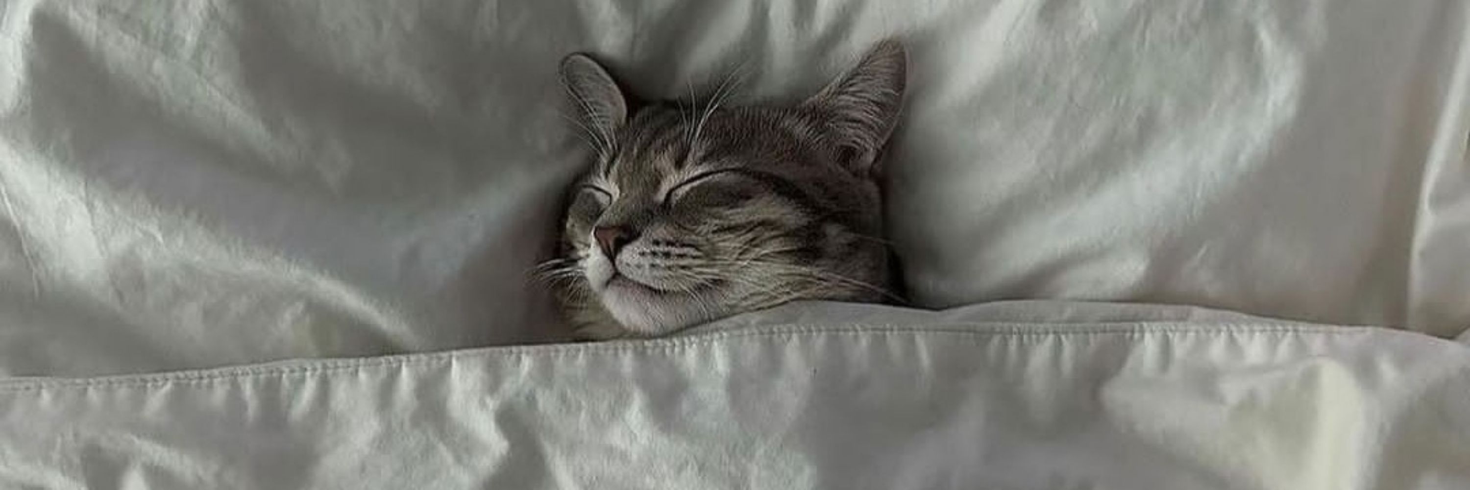 bestcatsdad