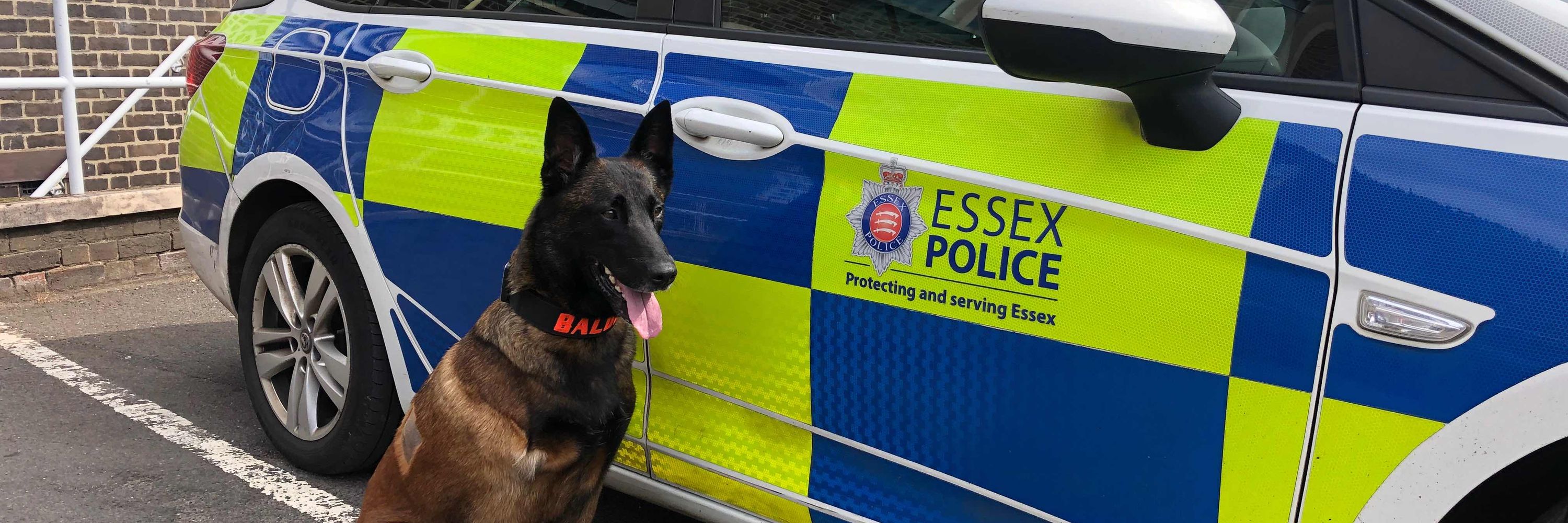 Retired Police Dog Baloo