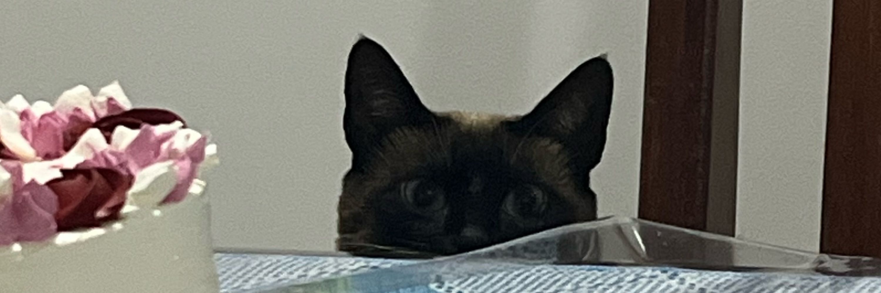 plutão