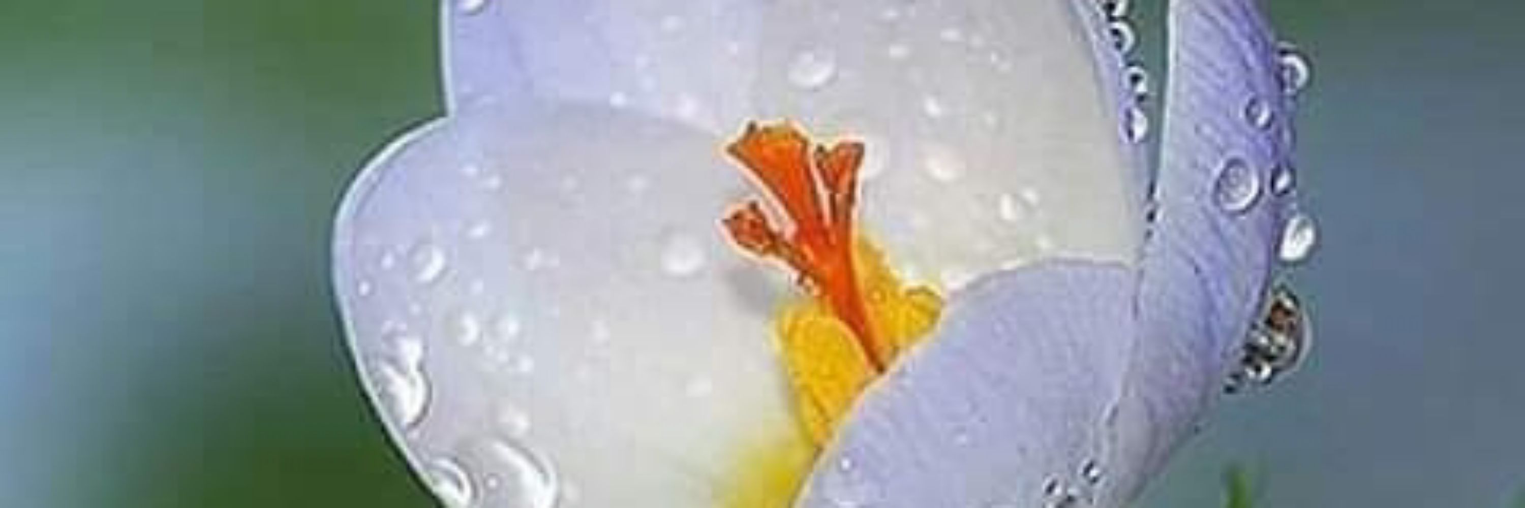 NAru