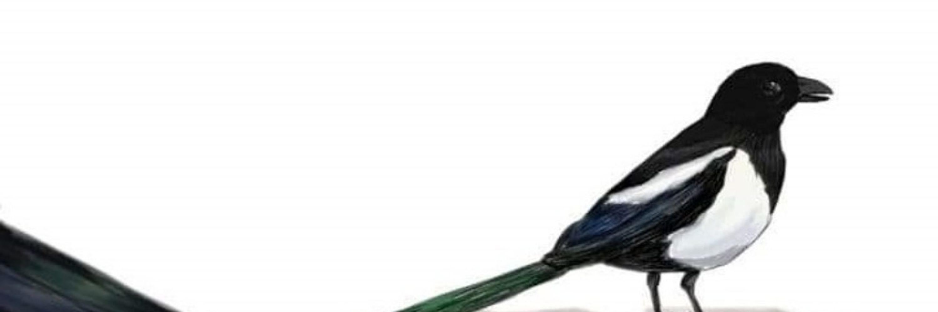 Zeraph(inda) Featherbrain