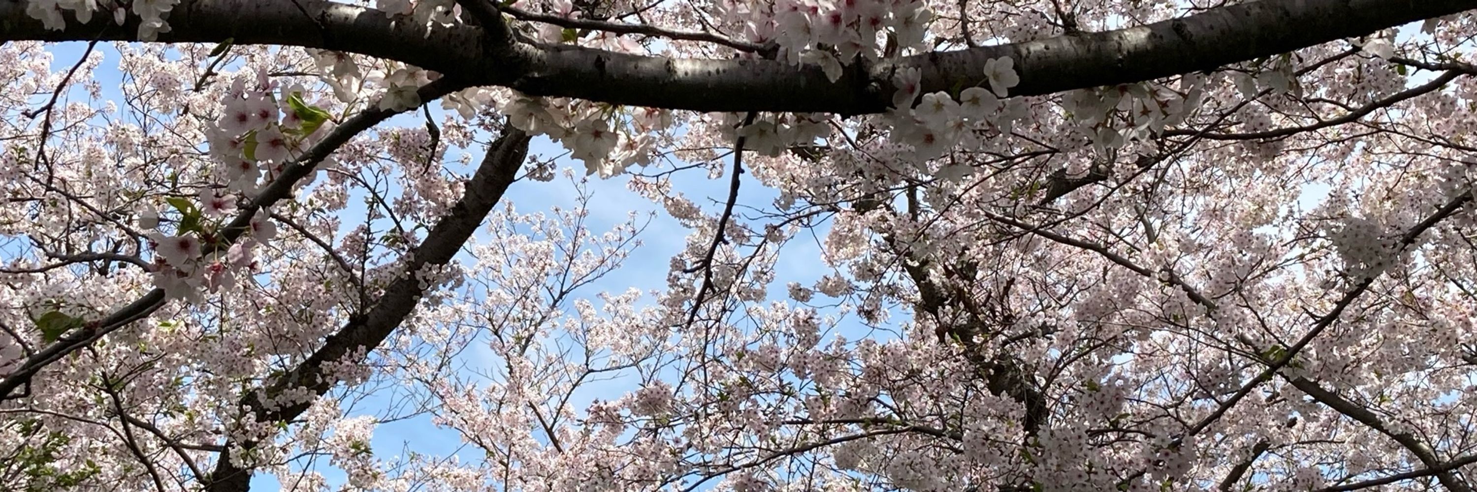 きつねや