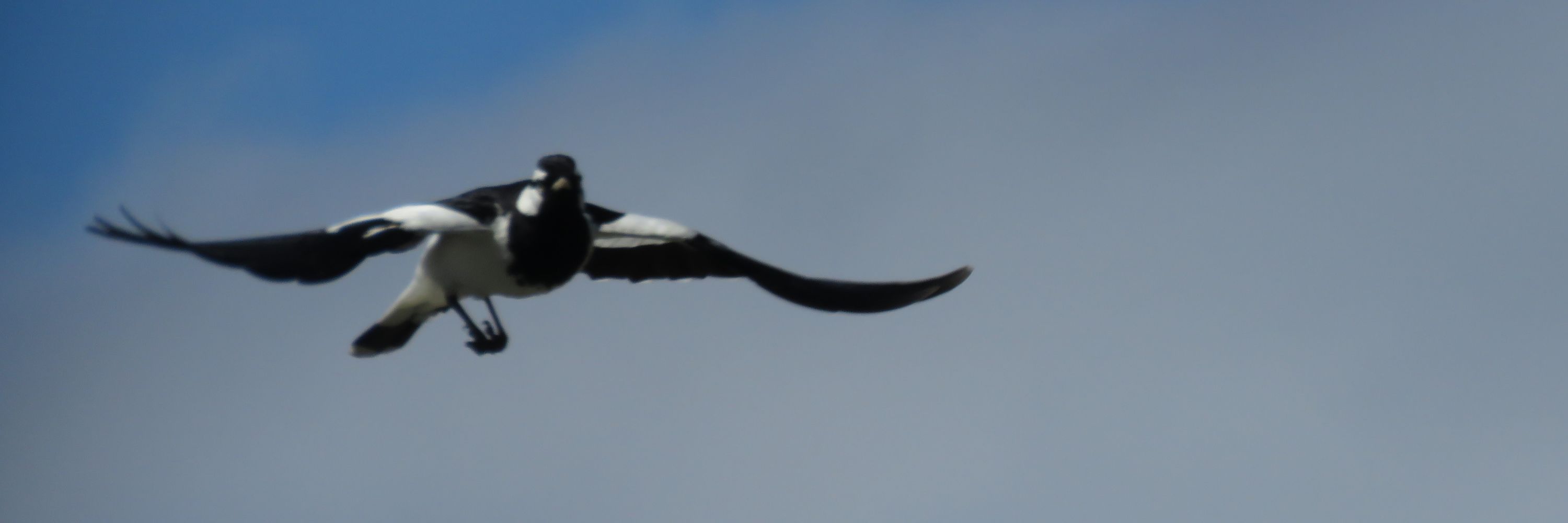 weege-tailed eegle