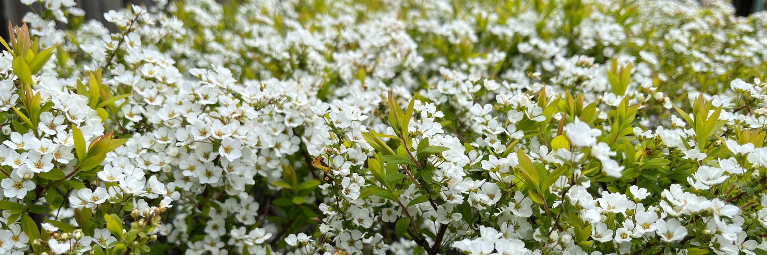 midori