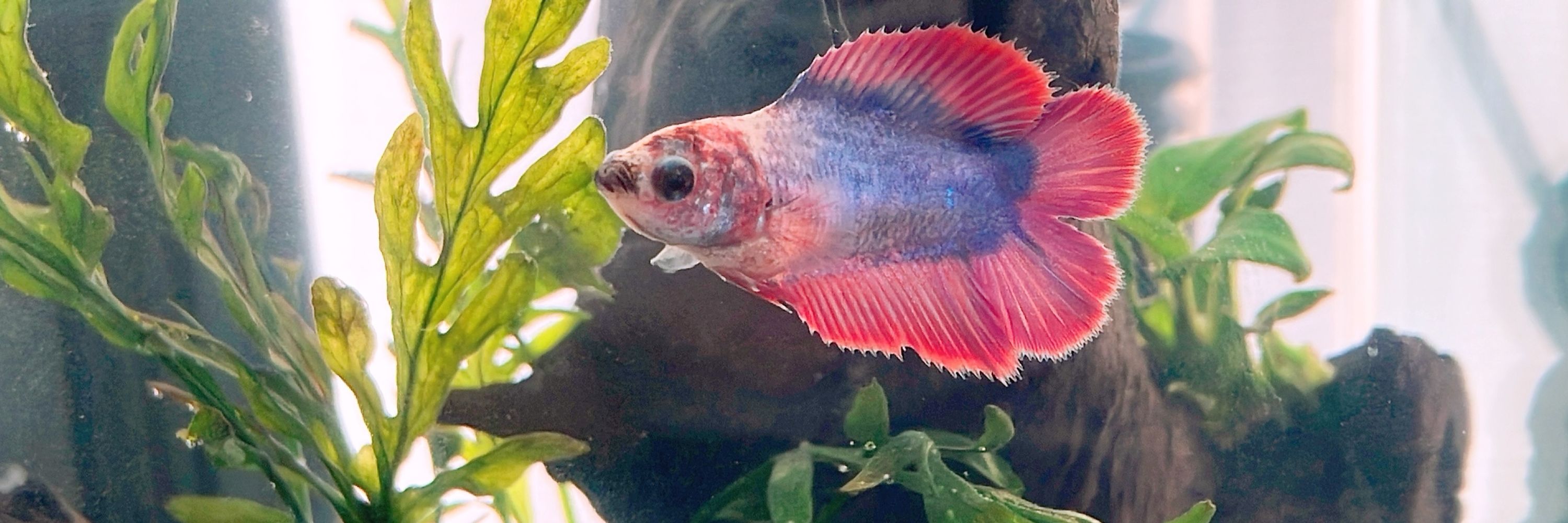 サバミソ🐟️🕯️