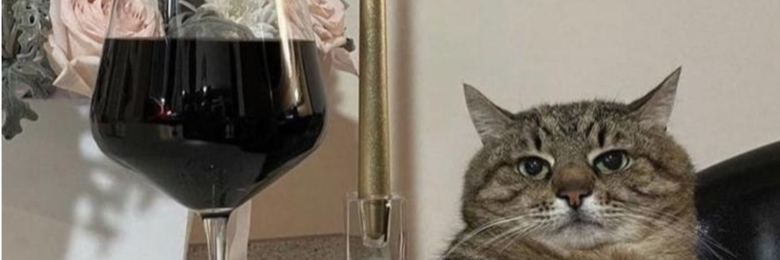 That Rude Cat