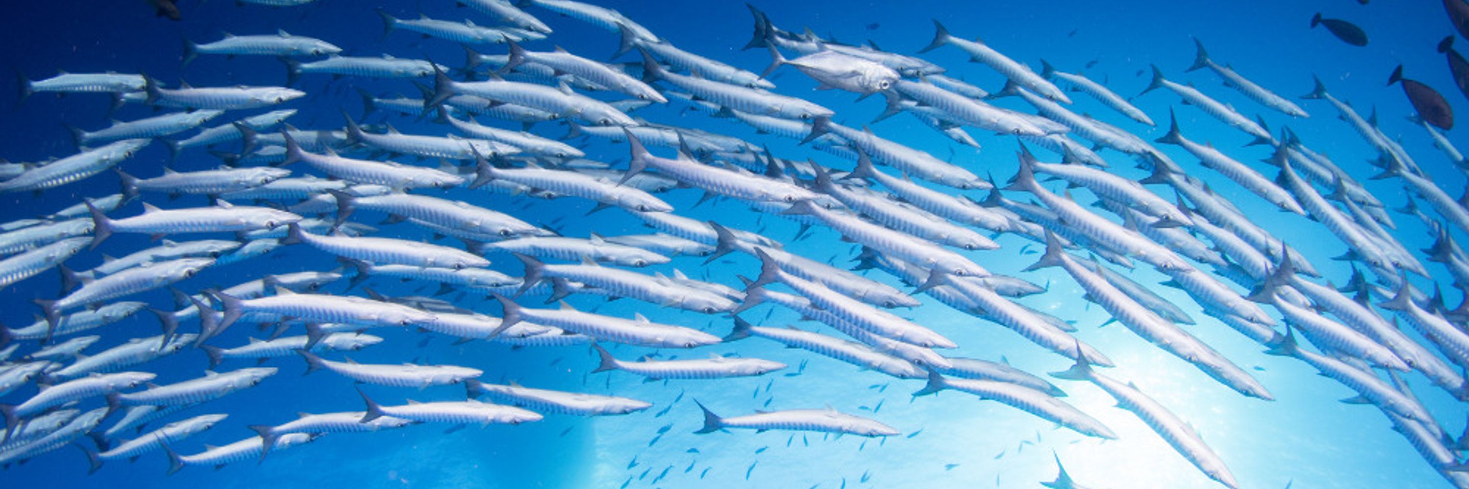 LEC Reefs