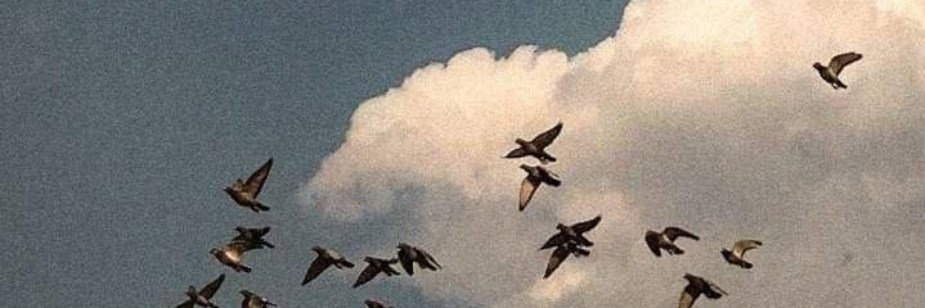 várias tears left to cry🍂