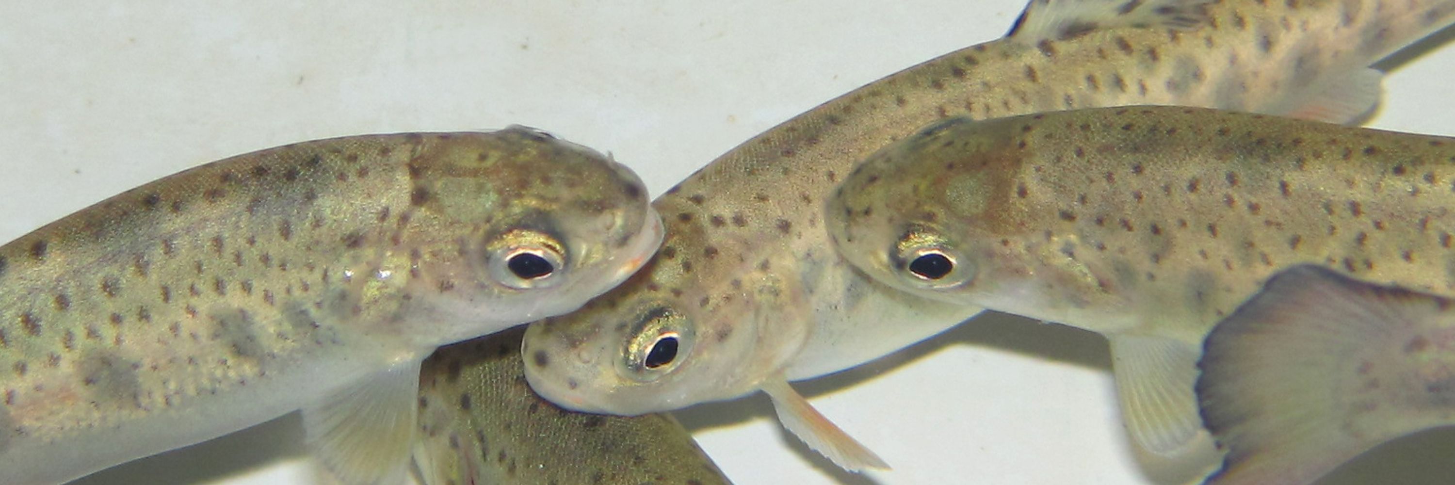 INRAE LPGP - Fish Physiology and Genomics Institute