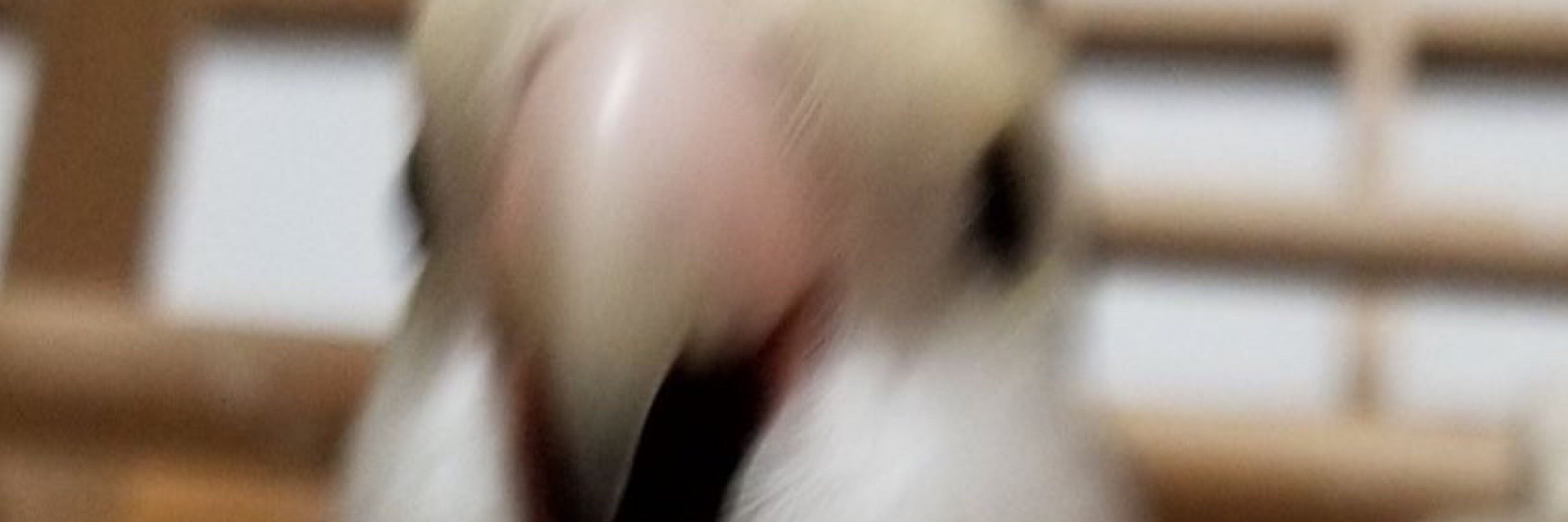 宇宙犬ヒロ