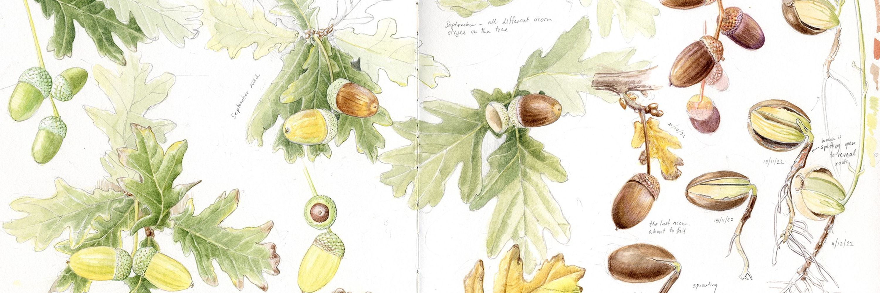 Botanical Sketchbooks by Lucy T. Smith 