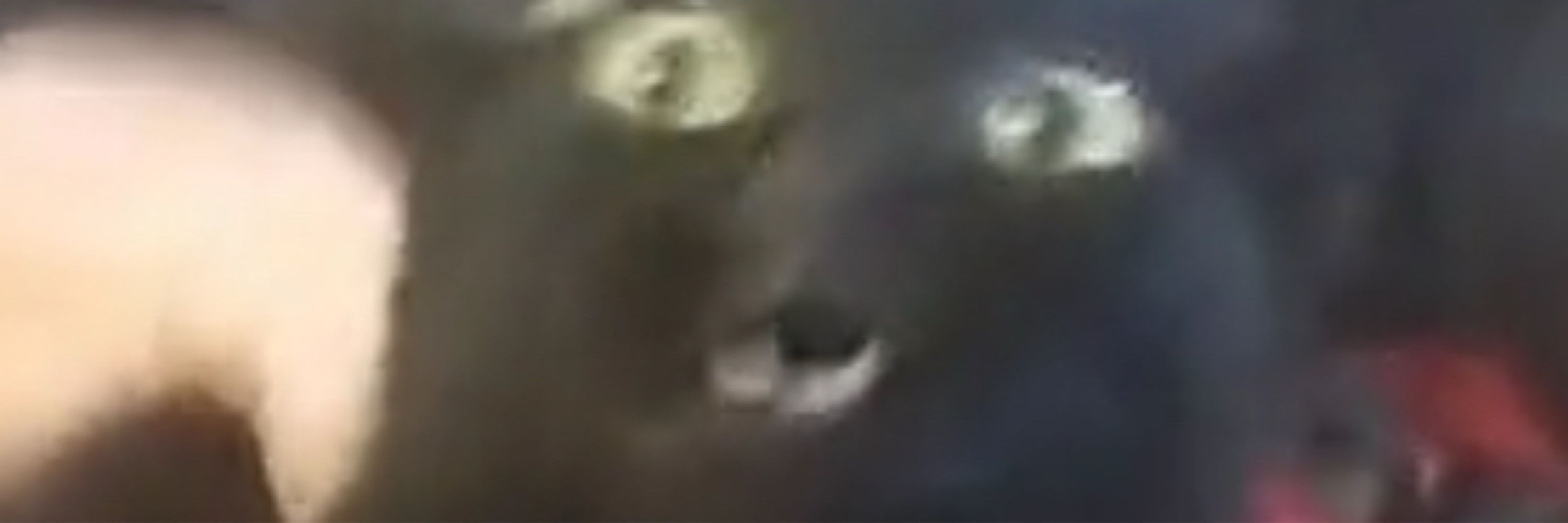 A very dumm cat