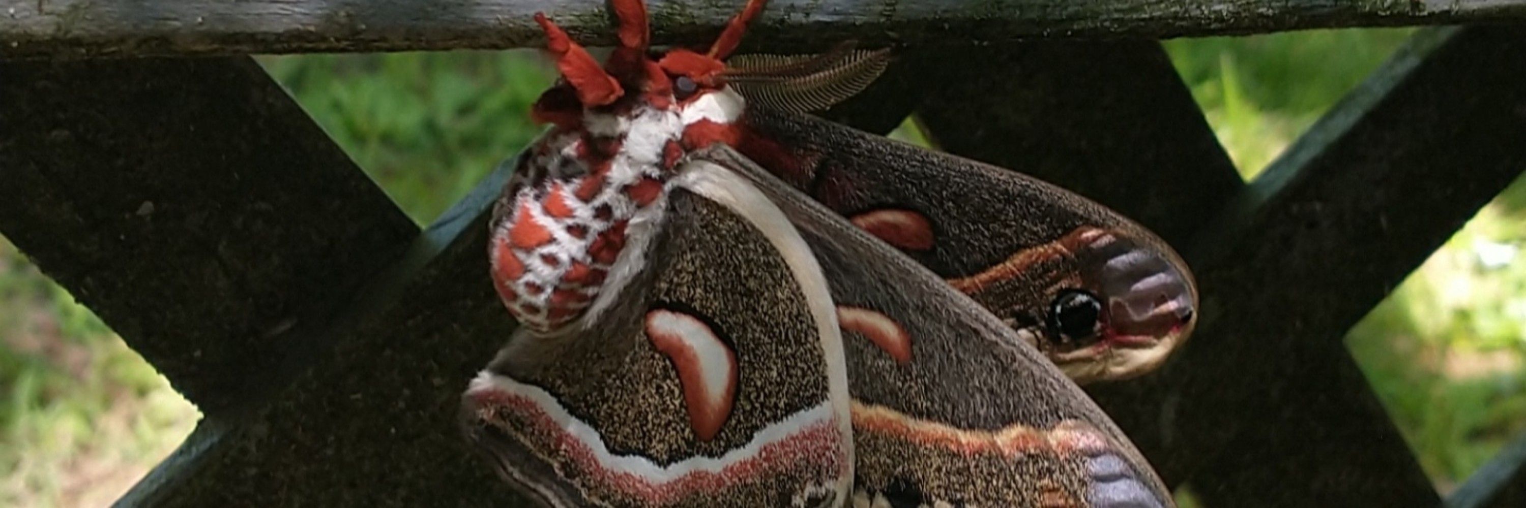 Feral Moth Cryptid 