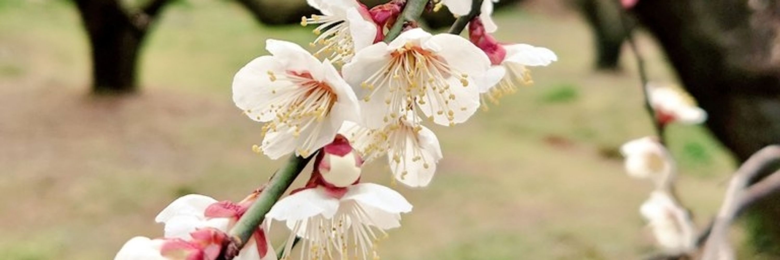 朔