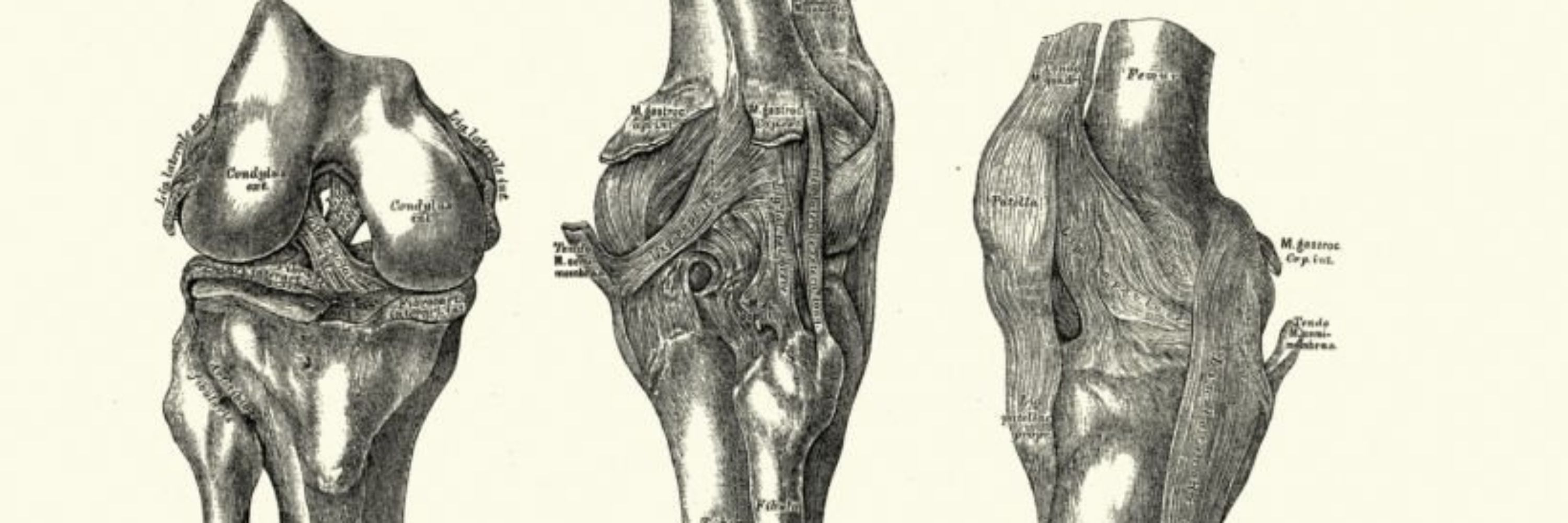 Patella Officinalis