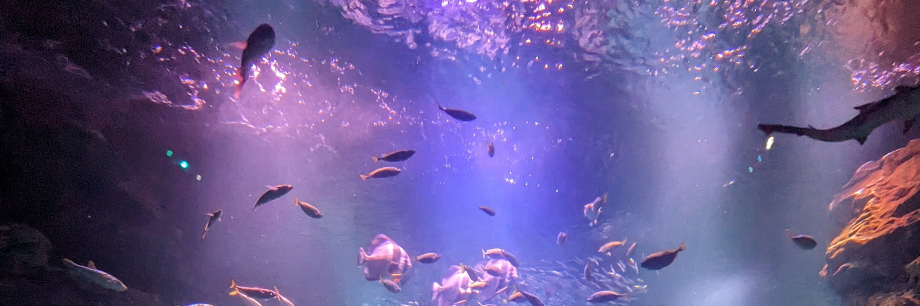 鳴海ゆら
