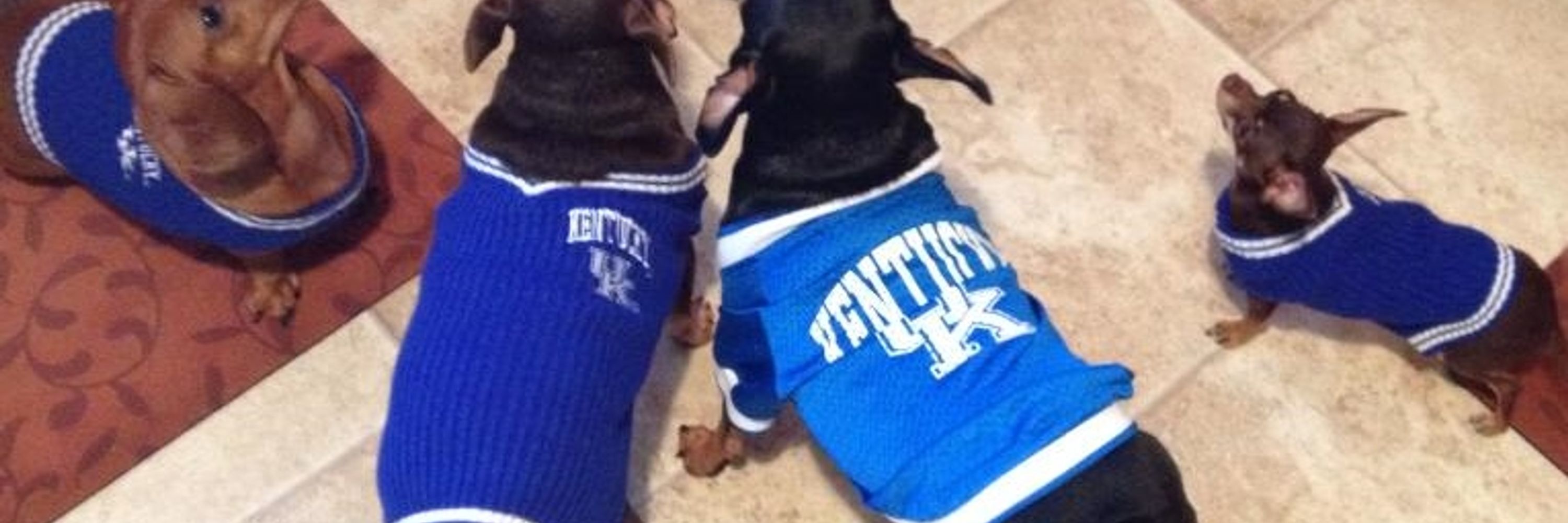 MEM’s the Word PI 🌈 🐕 💙🚔🕵️‍♀️