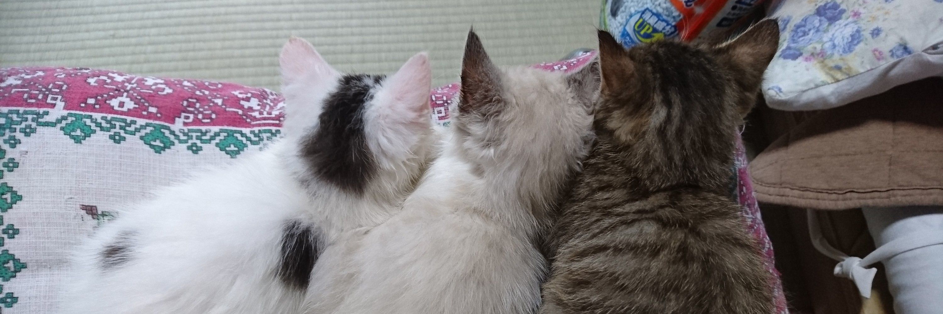 かおねこ