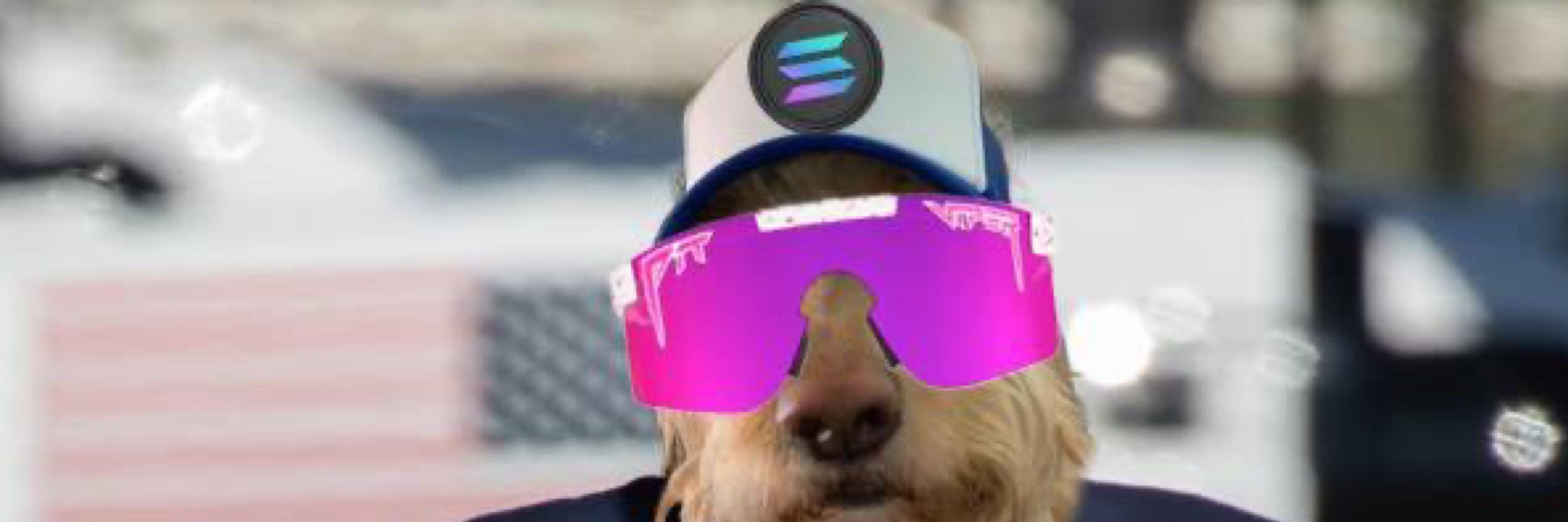 solanadog