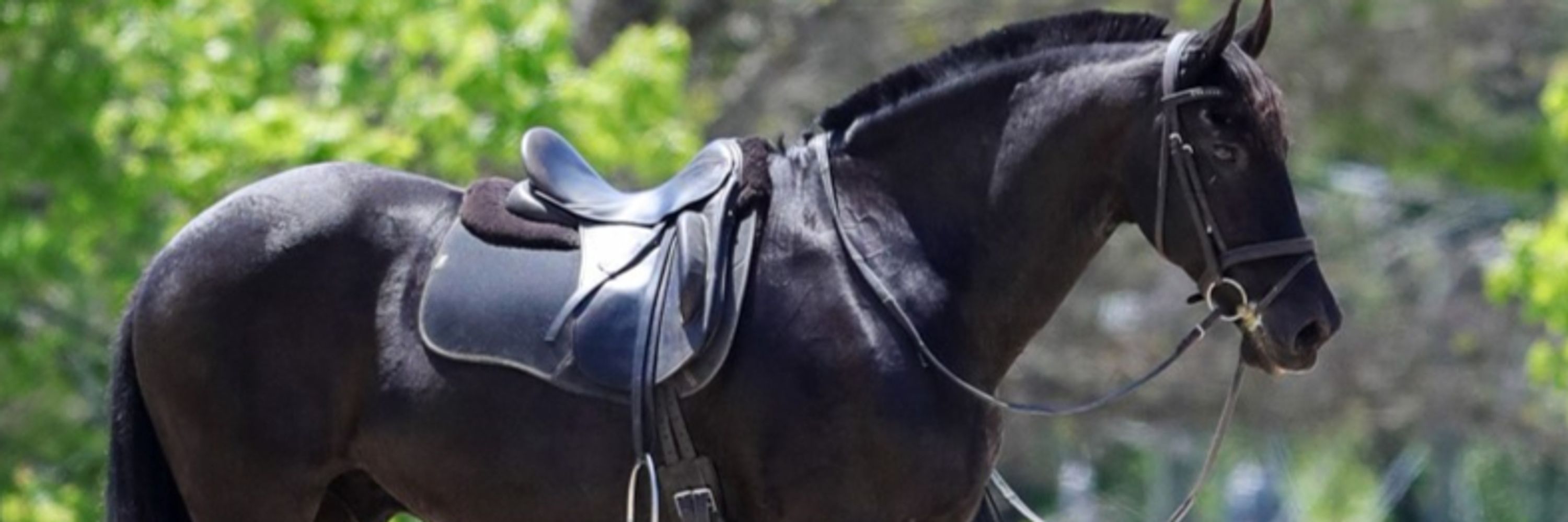 IRIDE 💙🐴