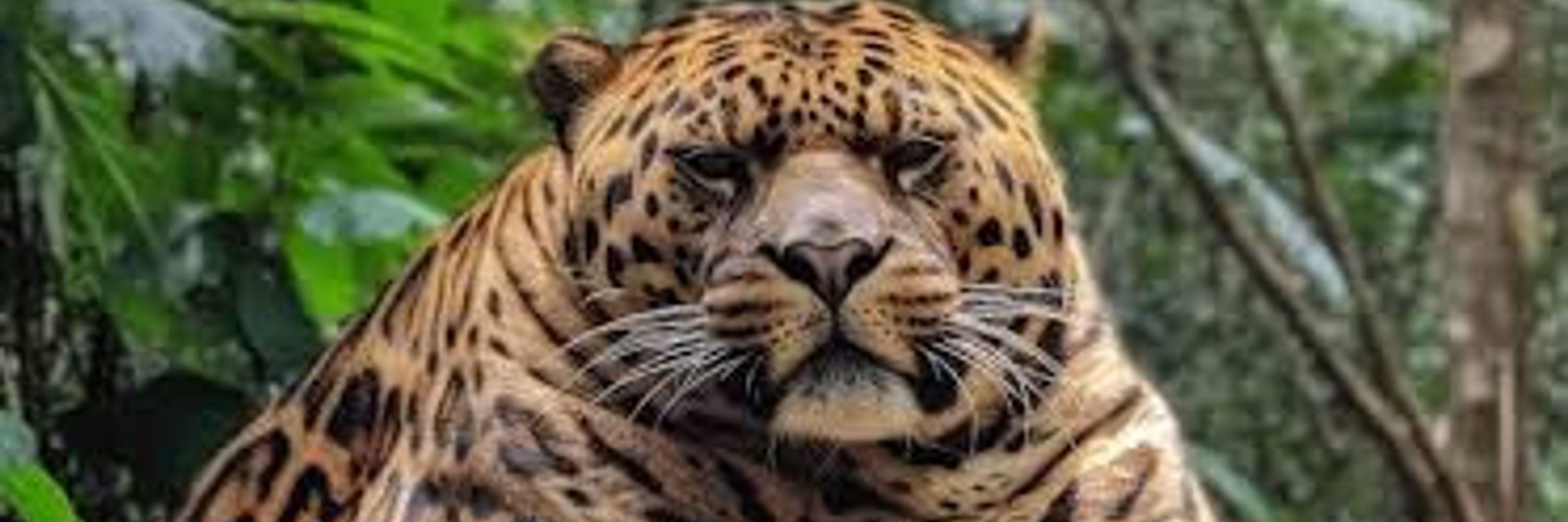 Leopard 8 my Face