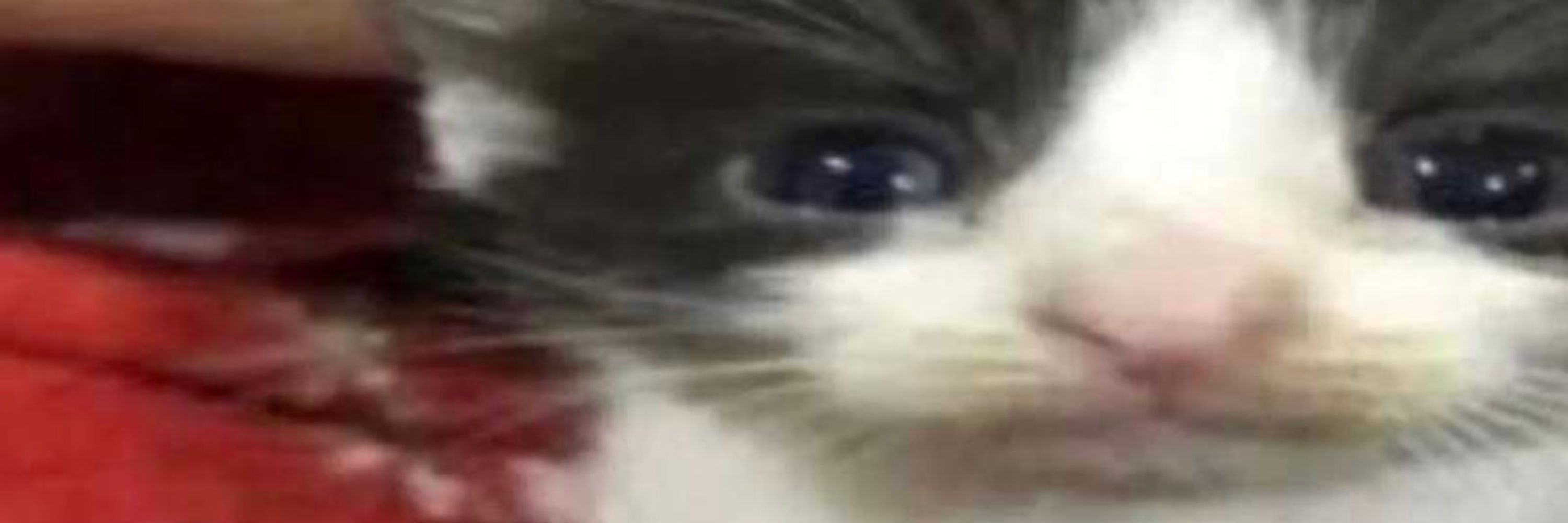 COLA