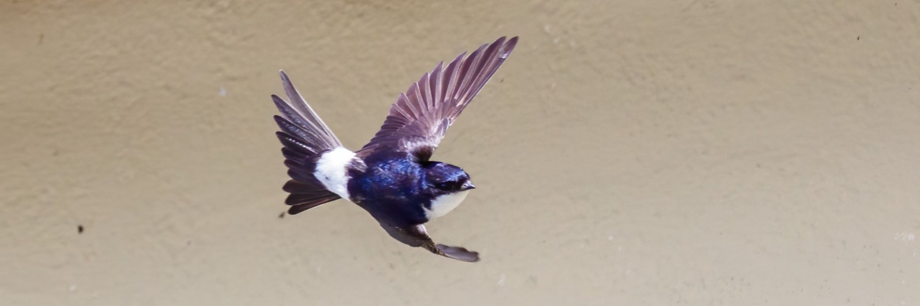 House Martin Support Suffolk