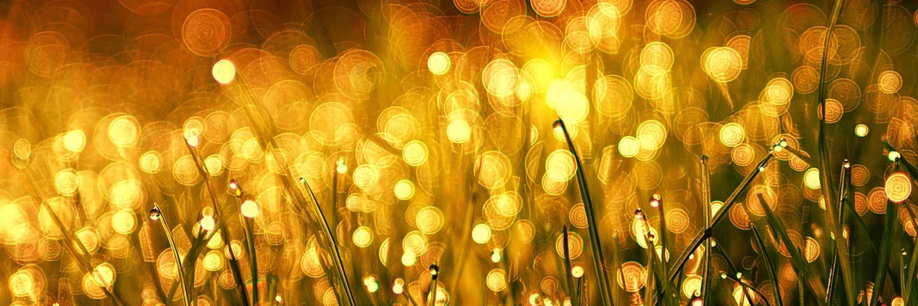 meadow