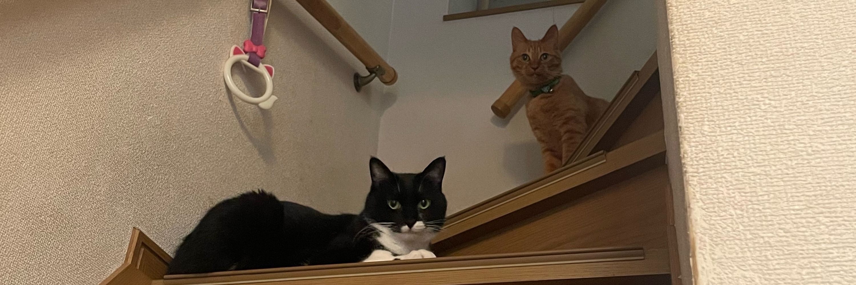 ねこゆ